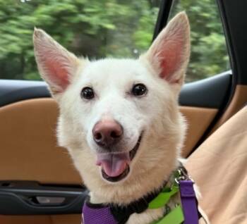 Barny -  Spitz and Samoyed Dog for Adoption in Cumming, Georgia - Barny | PetCurious