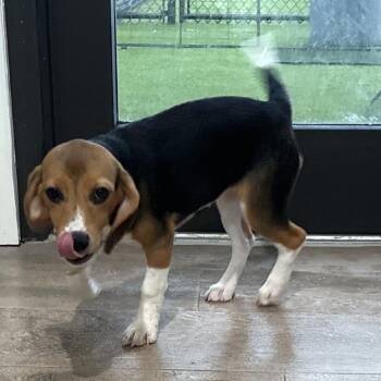 VG6 1687 -  Beagle Dog for Adoption in Loxahatchee Groves, Florida - VG6 1687 | PetCurious