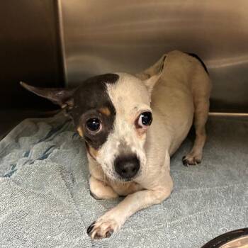 Fendi -  Mixed Breed Dog for Adoption in Chattanooga, Tennessee - Fendi | PetCurious