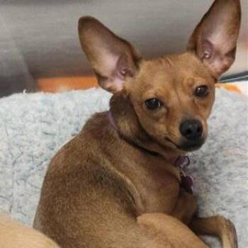 Penelope -  Chihuahua Dog for Adoption in Tempe, Arizona - Penelope | PetCurious