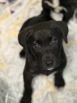 Labrador Retriever Dogs Available for Adoption - Cyrus | PetCurious