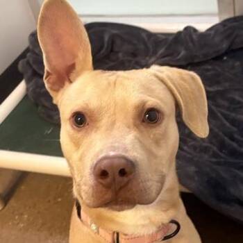 Pecan -  Mixed Breed Dog for Adoption in Middletown, Rhode Island - Pecan | PetCurious
