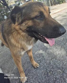 German Shepherd Dog Dogs Available for Adoption - GOKU | PetCurious