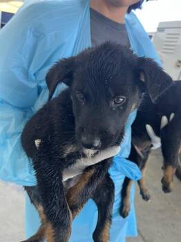 Rocky - LONGTIME RESIDENT -  Shepherd Dog for Adoption in Thousand Oaks, California - Rocky - LONGTIME RESIDENT | PetCurious