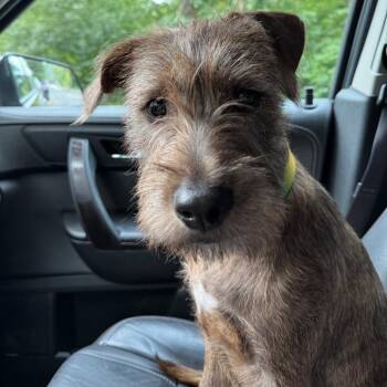 Mixed Breed Dogs Available for Adoption in Wappingers Falls, New York - Norville | PetCurious