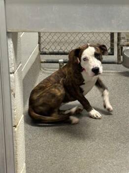 DOVE -  Pit Bull Terrier and Mixed Breed Dog for Adoption - DOVE | PetCurious