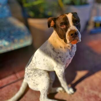 Mylo -  Australian Cattle Dog Blue Heeler Dog for Adoption in Mooresville, North Carolina - Mylo | PetCurious