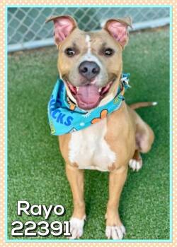 Rayo(60) -  Pit Bull Terrier Dog for Adoption in Marietta, Georgia - Rayo(60) | PetCurious