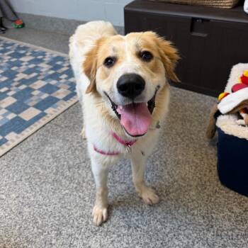 Laney -  Great Pyrenees and Mixed Breed Dog for Adoption in Falls Church, Virginia - Laney | PetCurious