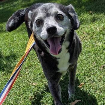Rodeo -  Puggle and Chihuahua Dog for Adoption in Pelham, New Hampshire - Rodeo | PetCurious