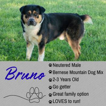 Bruno -  Bernese Mountain Dog Dog for Adoption in Junction City, Kansas - Bruno | PetCurious