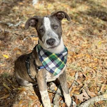 Rescue Pit Bull Terrier Dogs for Adoption in Enterprise, Alabama - Tucker | PetCurious