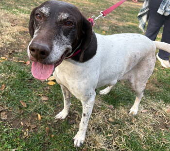 Rescue German Shorthaired Pointer Dogs for Adoption in Omaha, Nebraska - Mabel | PetCurious