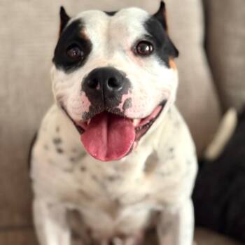 Pit Bull Terrier Dogs Available for Adoption in Chicago, Illinois - Babette ~ Coming Soon!!! | PetCurious