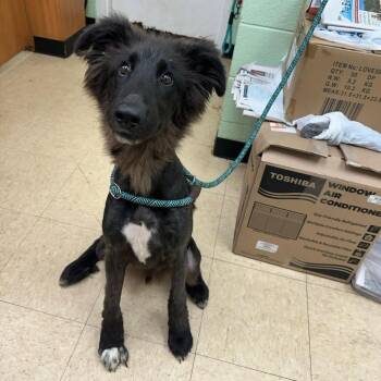 Coupon Cut -  Shepherd Dog for Adoption in Charlottesville, Virginia - Coupon Cut | PetCurious