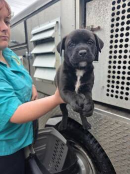 Mixed Breed Dogs Available for Adoption in Rockport, Texas - Jersey | PetCurious