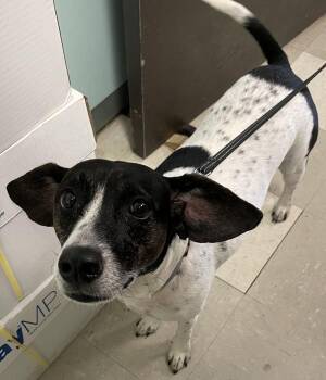Valentine (rn) -  Mixed Breed Dog for Adoption in Mobile, Alabama - Valentine (rn) | PetCurious