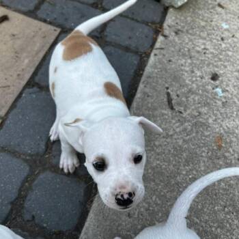 Mixed Breed Dogs Available for Adoption in Mebane, North Carolina - Lemon | PetCurious
