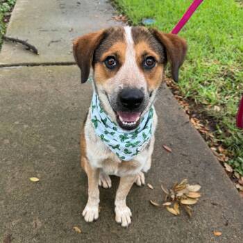 Australian Cattle Dog Blue Heeler and Beagle Dogs Available for Adoption in Houston, Texas - Daisy Duke - Wiggle Butt Alert | PetCurious