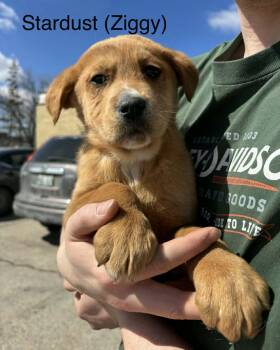 Shepherd Dogs Available for Adoption in Winnipeg, Manitoba - Stardust  | PetCurious