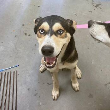 Blossom -  Mixed Breed Dog for Adoption in Memphis, Tennessee - Blossom | PetCurious