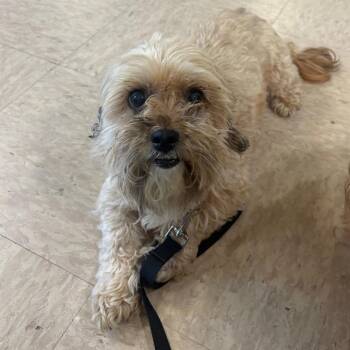 Curly -  Shih Tzu and Yorkshire Terrier Dog for Adoption - Curly | PetCurious