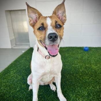 Abby -  Mixed Breed Dog for Adoption in Englewood, Florida - Abby | PetCurious
