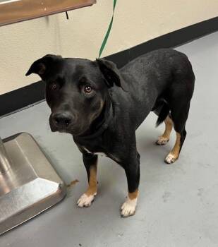 Rescue German Shepherd Dog Dogs for Adoption in Phoenix, Oregon - Cash | PetCurious