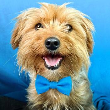 Frodo -  Yorkshire Terrier Dog for Adoption in Hondo, Texas - Frodo | PetCurious