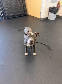 Minnie -  Pit Bull Terrier Dog for Adoption in Williamsburg, Iowa - Minnie | PetCurious