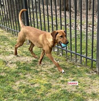 Rhodesian Ridgeback Dogs Available for Adoption in Byrdstown, Tennessee - Danny.....FEE SPONSORED | PetCurious