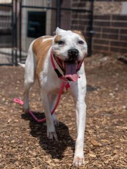 Cyclops -  Mixed Breed Dog for Adoption in Chamblee, Georgia - Cyclops | PetCurious