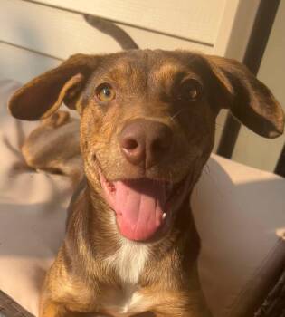 Ashley -  Hound and Labrador Retriever Dog for Adoption in Glocester, Rhode Island - Ashley | PetCurious