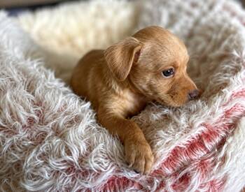 Spanky -  Chihuahua Dog for Adoption in Labelle, Florida - Spanky | PetCurious