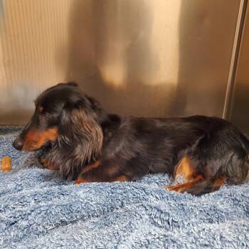 Dachshund Dogs Available for Adoption in Sunbury, Pennsylvania - Lucy | PetCurious