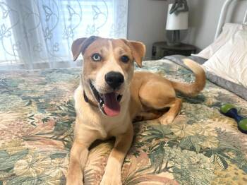 Rescue Siberian Husky and Labrador Retriever Dogs for Adoption in Barnesville, Georgia - Dodge | PetCurious