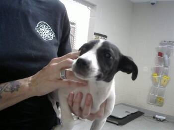 Chihuahua Dogs Available for Adoption in Pasadena, Texas - A185358 | PetCurious