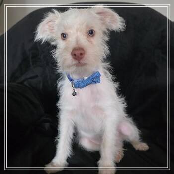 Zero -  Terrier and Poodle Dog for Adoption in Chandler, Arizona - Zero | PetCurious