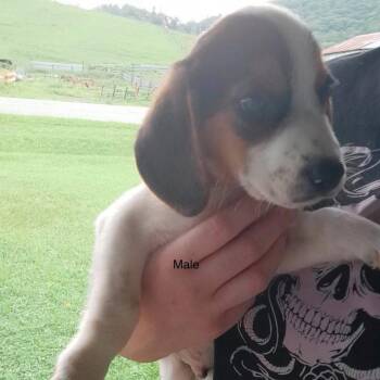 Beagle Pup Male -  Beagle Dog for Adoption in Fairfax Station, Virginia - Beagle Pup Male | PetCurious