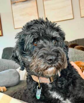 Rio -  Portuguese Water Dog Dog for Adoption in Lucas, Texas - Rio | PetCurious