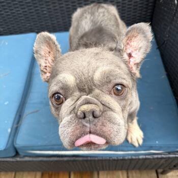 French Bulldog Dogs Available for Adoption in Pelham, New Hampshire - Archie  | PetCurious