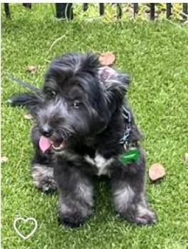 Rescue Poodle and Goldendoodle Dogs for Adoption in The Woodlands, Texas - Garin | PetCurious