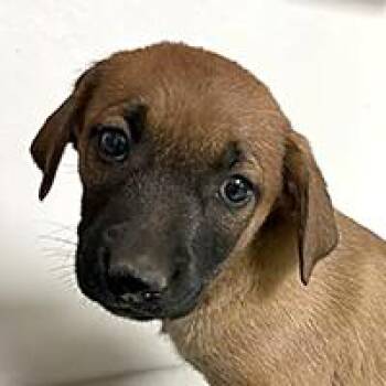 Ursa - URGENT -  Belgian Shepherd Malinois Dog for Adoption in Thousand Oaks, California - Ursa - URGENT | PetCurious