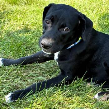 Wybie -  Terrier Dog for Adoption in Des Moines, Iowa - Wybie | PetCurious