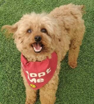 Milo -  Miniature Poodle Dog for Adoption in Toronto, Ontario - Milo | PetCurious