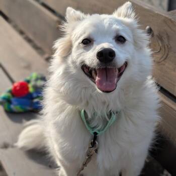 Mixed Breed and American Eskimo Dog Dogs Available for Adoption - Alfredo | PetCurious