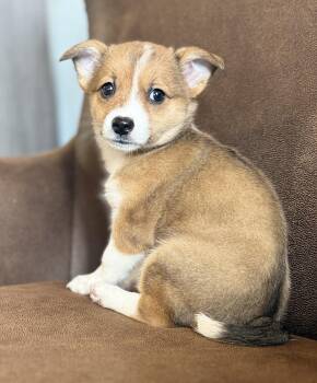 Corgi and Australian Shepherd Dogs Available for Adoption in Iron Ridge, Wisconsin - Tator Tot | PetCurious