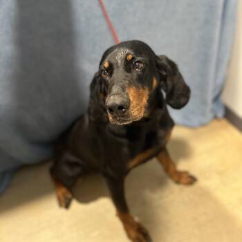 Hound Dogs Available for Adoption - Cricket | PetCurious