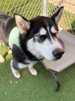 Husky Dogs Available for Adoption - Peep | PetCurious