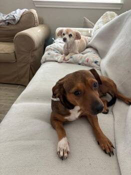 Rescue Chihuahua and Dachshund Dogs for Adoption in Rosenberg, Texas - Rosalba | PetCurious